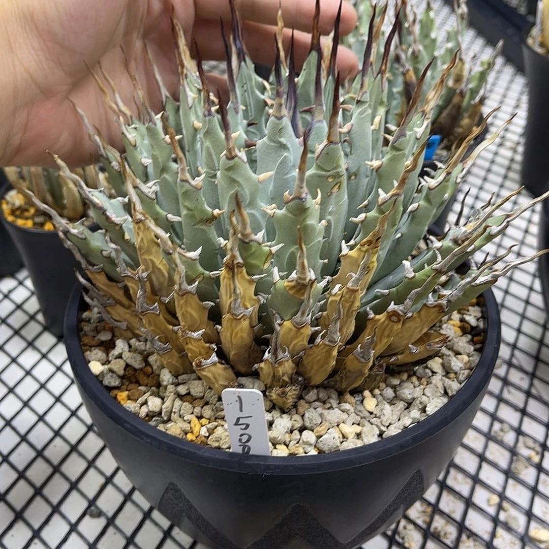 无花朵浊**韵11111111111