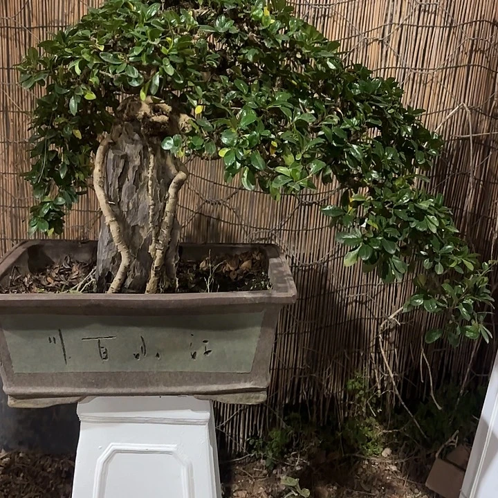 用***0无花朵哈哈哈哈哈哈