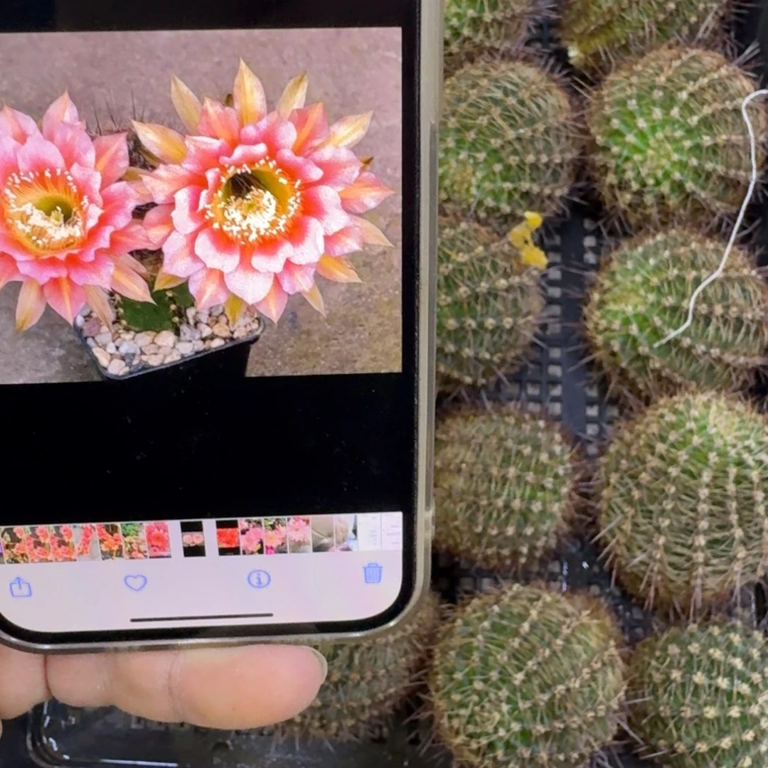 264彩草路易斯歪无根侧牙4公分左右，20包邮