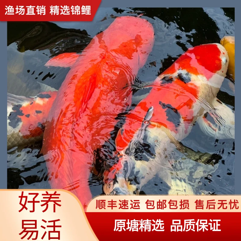 24-28锦鲤活鱼观赏鱼丹顶红白大正三色好养耐活冷水鱼纯种锦鲤
