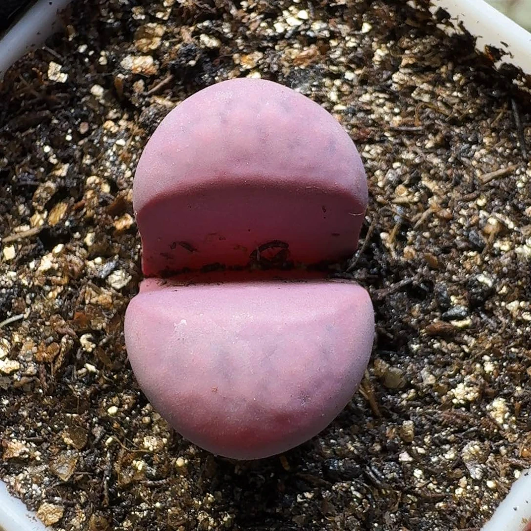 生石花111111。  129