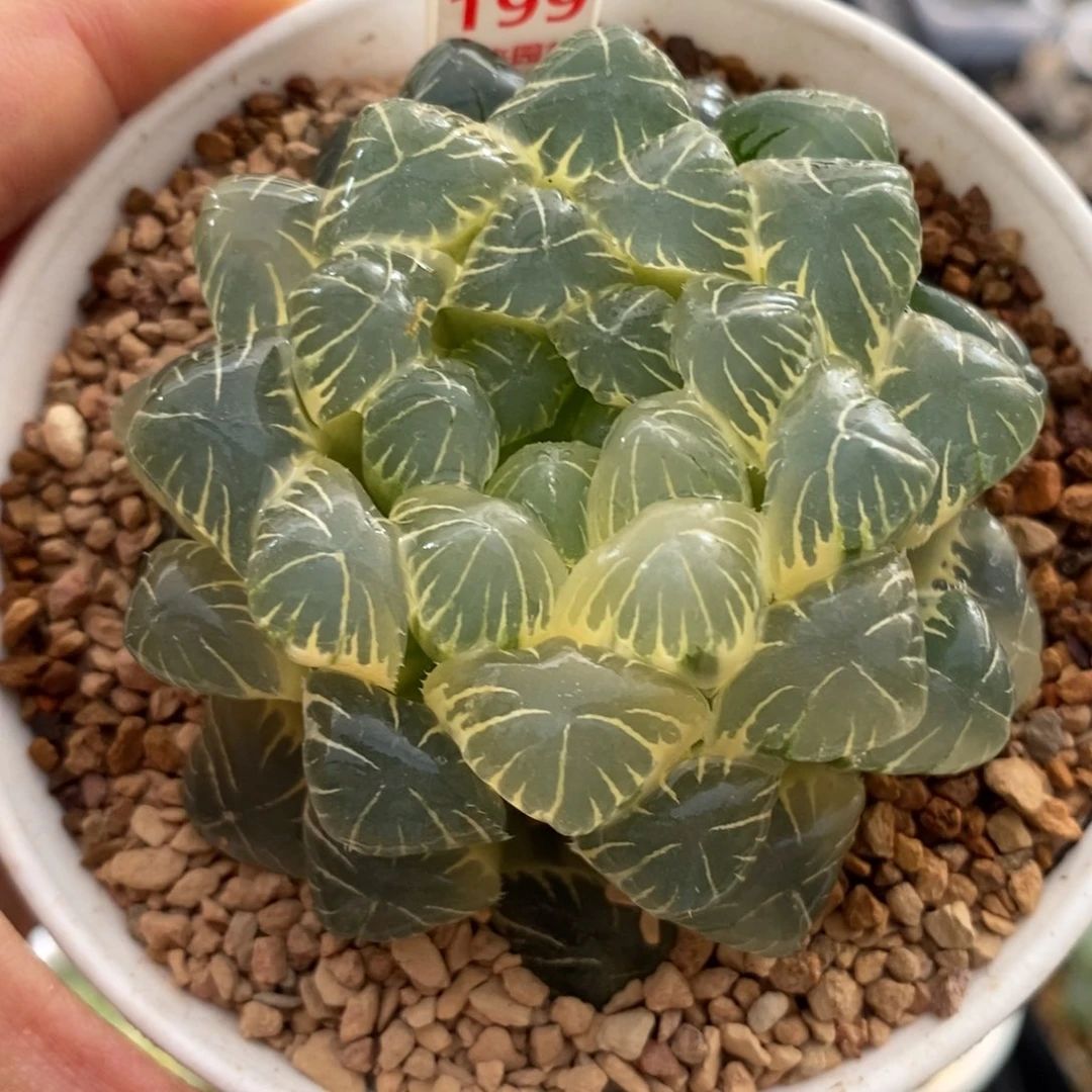 199湖斑湖水玉露锦