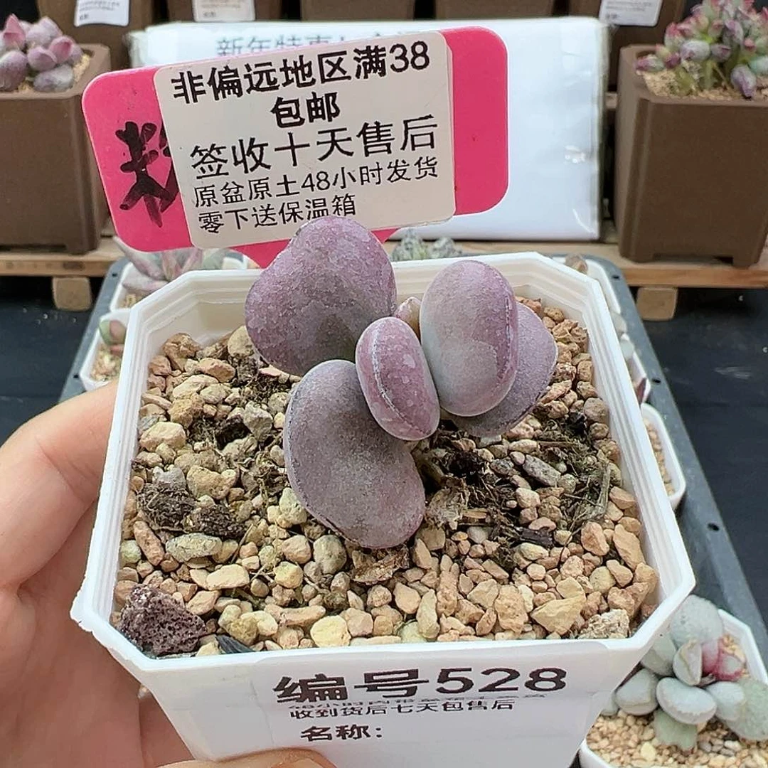 528球球紫蛋多肉