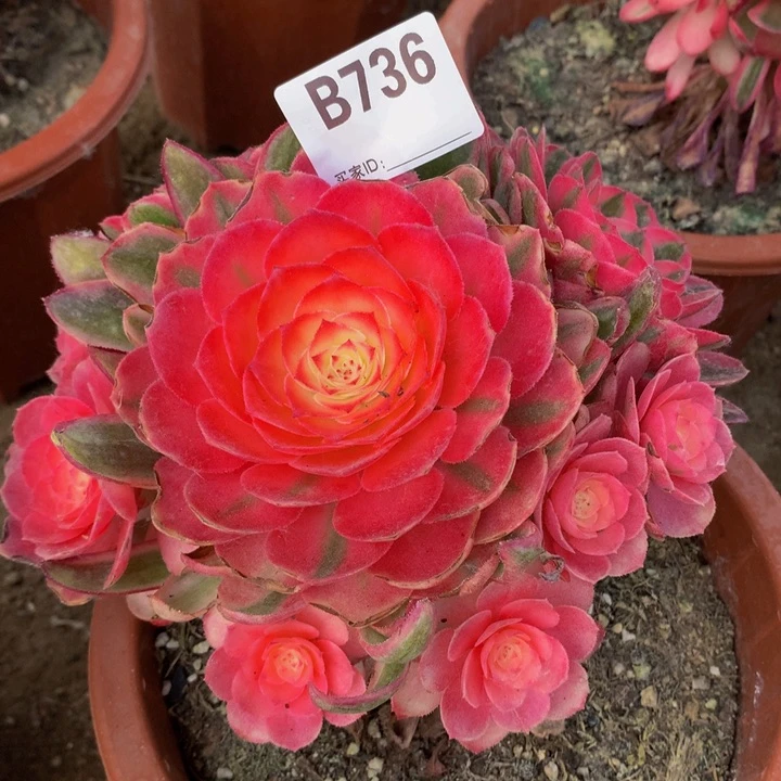 全部花朵736荔枝