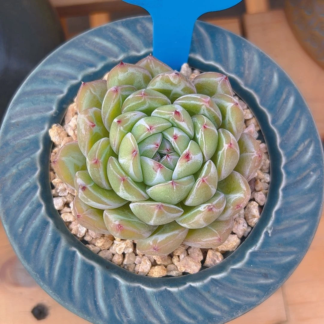 初*雪花珍妮113号一物一拍