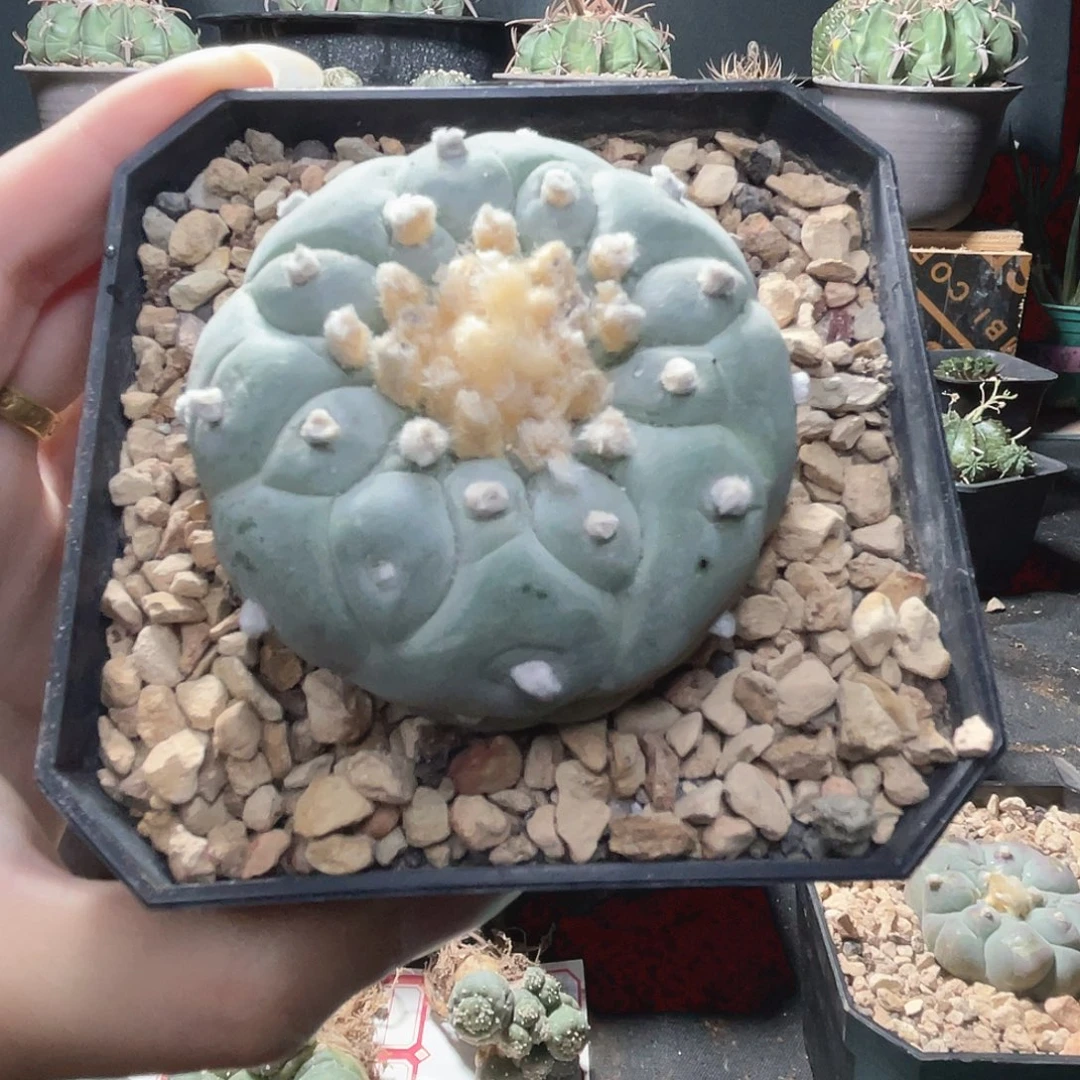 无花朵直播间超白草球