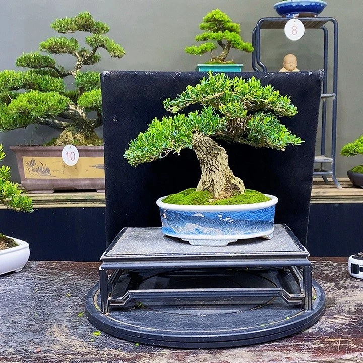 无花朵M黄杨盆景四季常青