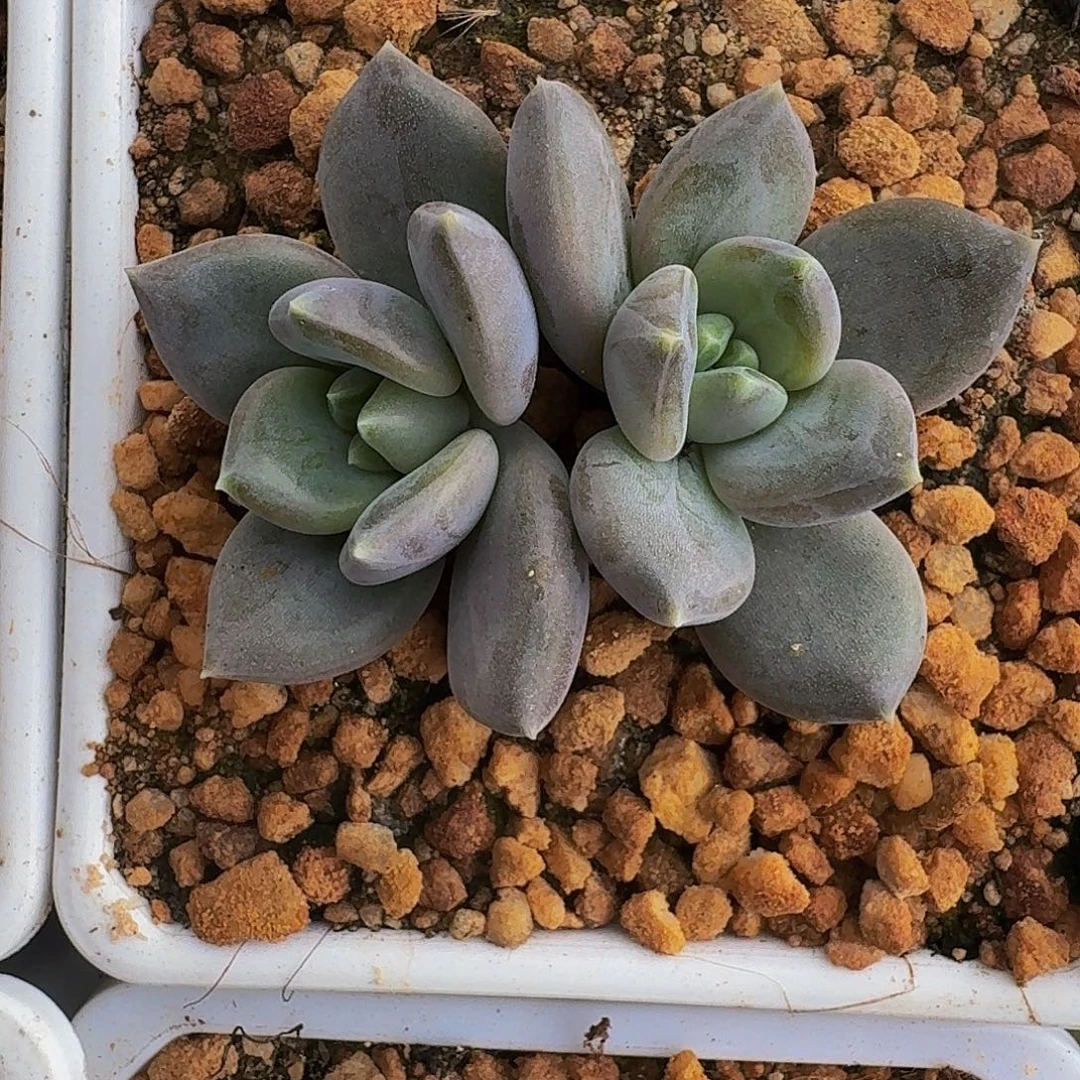 邀月仙子 双头 一物一拍