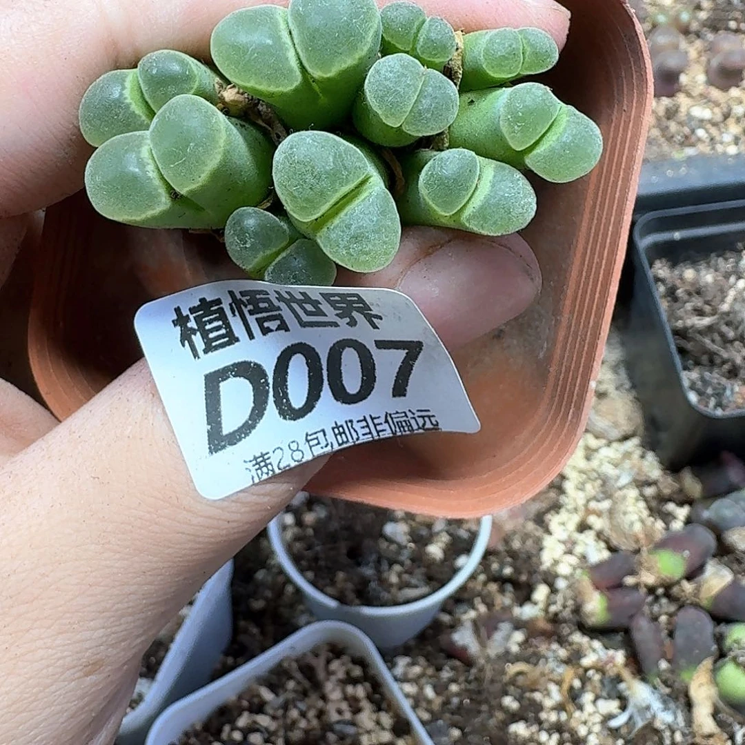 多肉植物的润泽发发