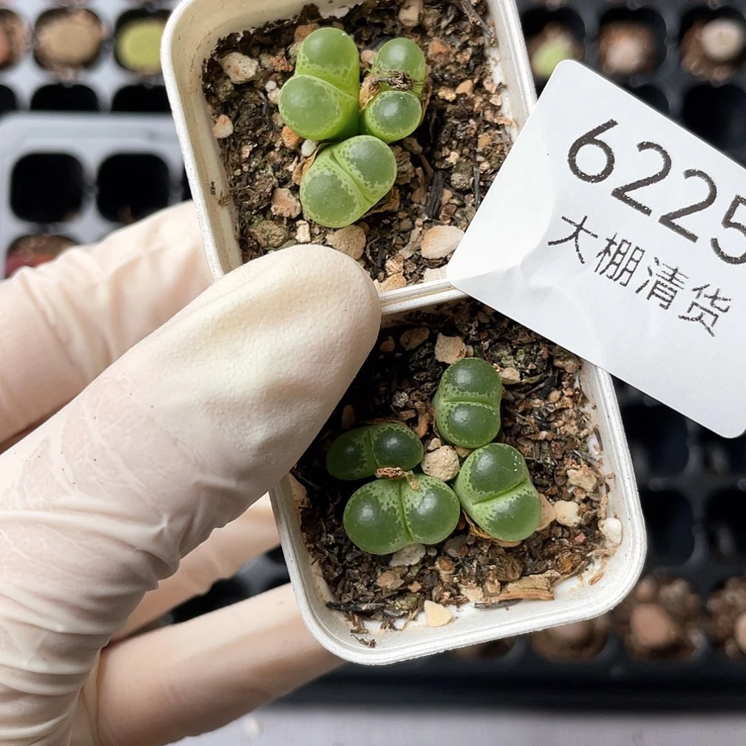 6225大棚清仓甩卖了