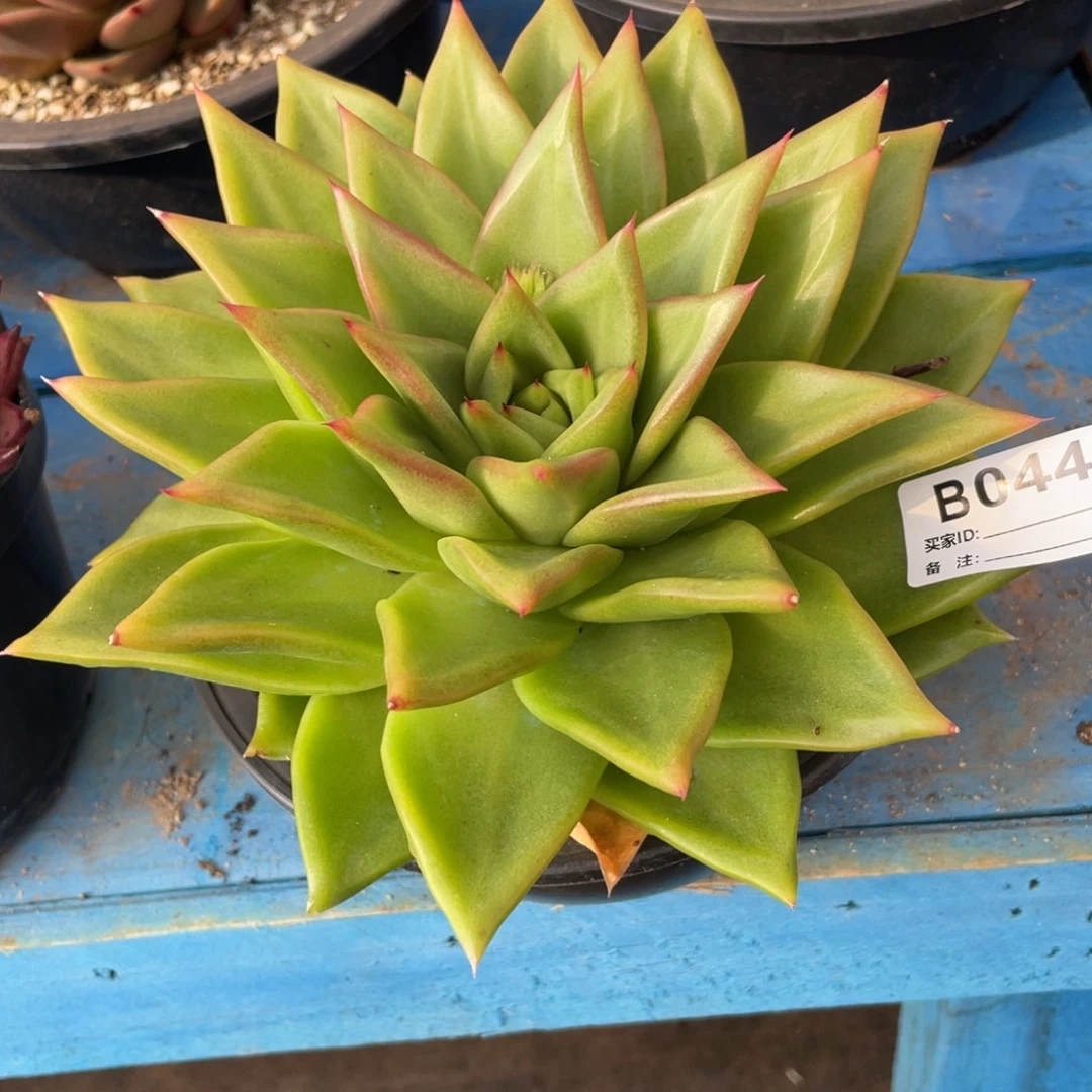 无花朵若如东云组拍E044