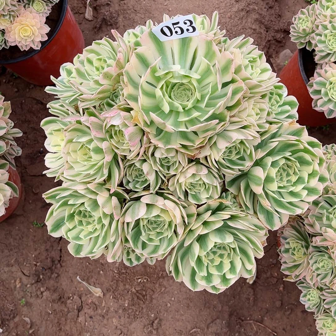 多肉植物迈巴赫053