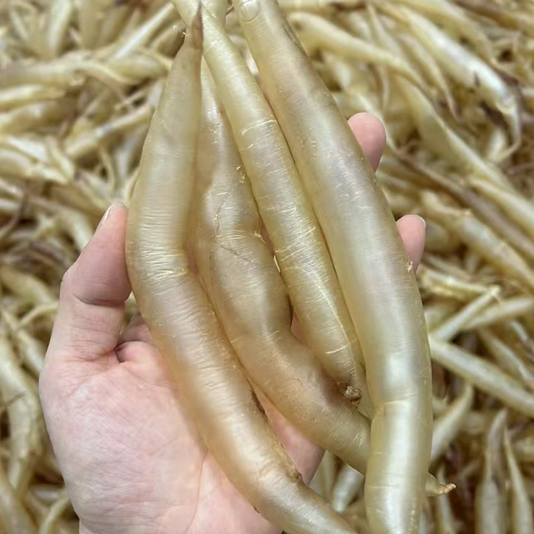 野生海钓黄金鳗鱼胶