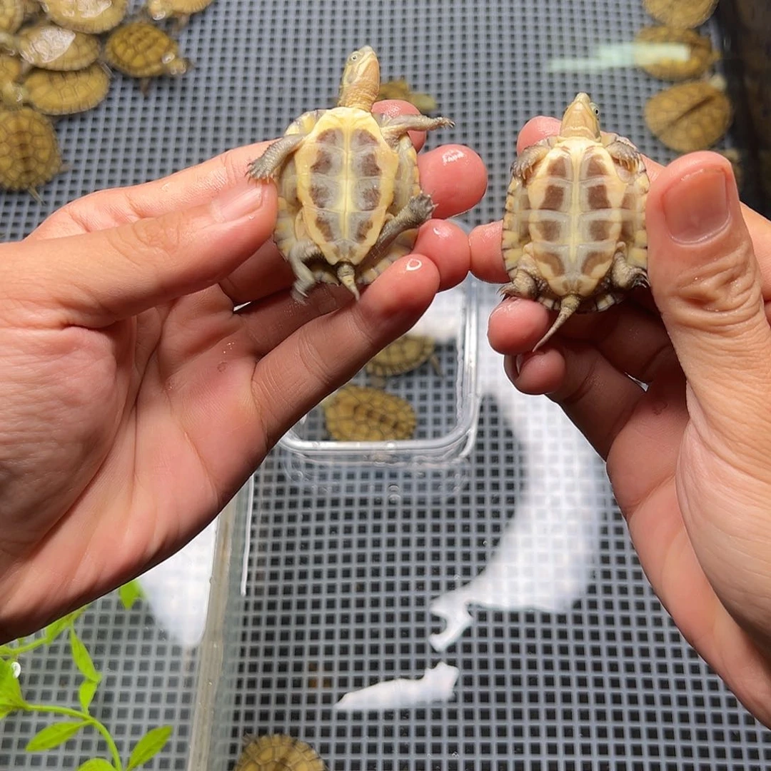 母绿毛龟?****✧5号 90