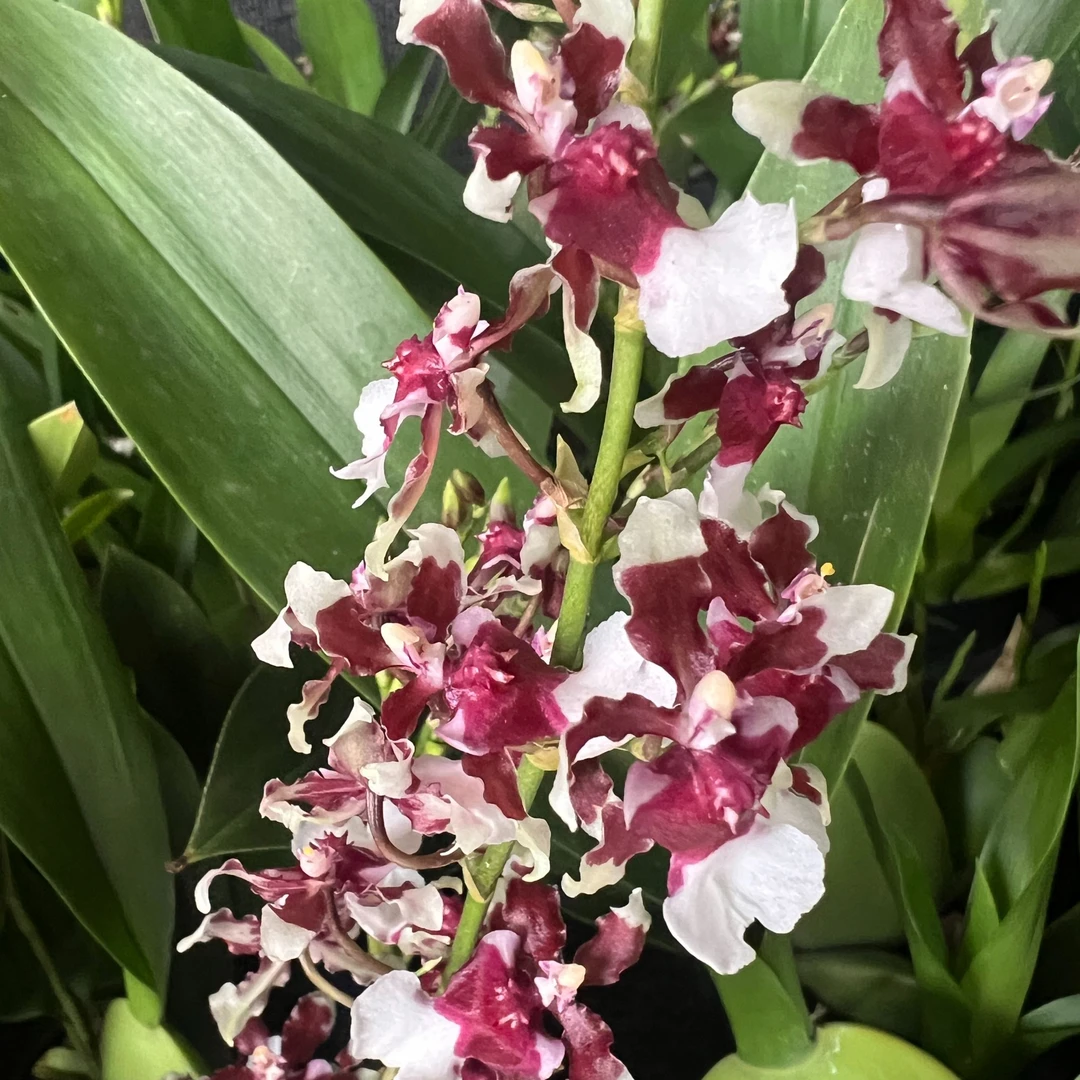 七彩湖 文心兰浓香四季兰花花卉盆栽兰花