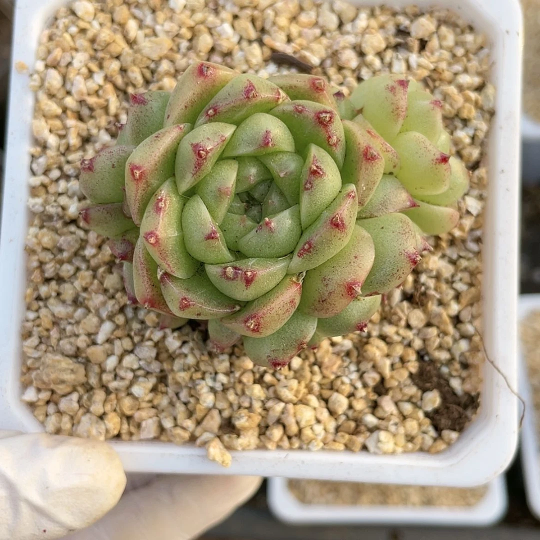 【闪购商品】15包子麦秆群