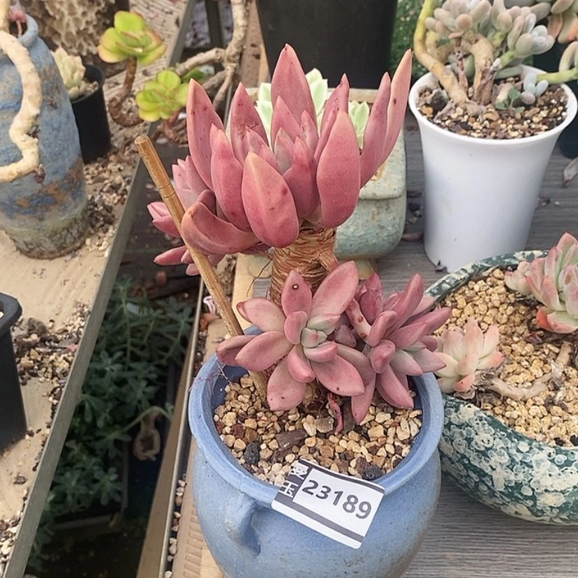 【闪购商品】桃花源23189