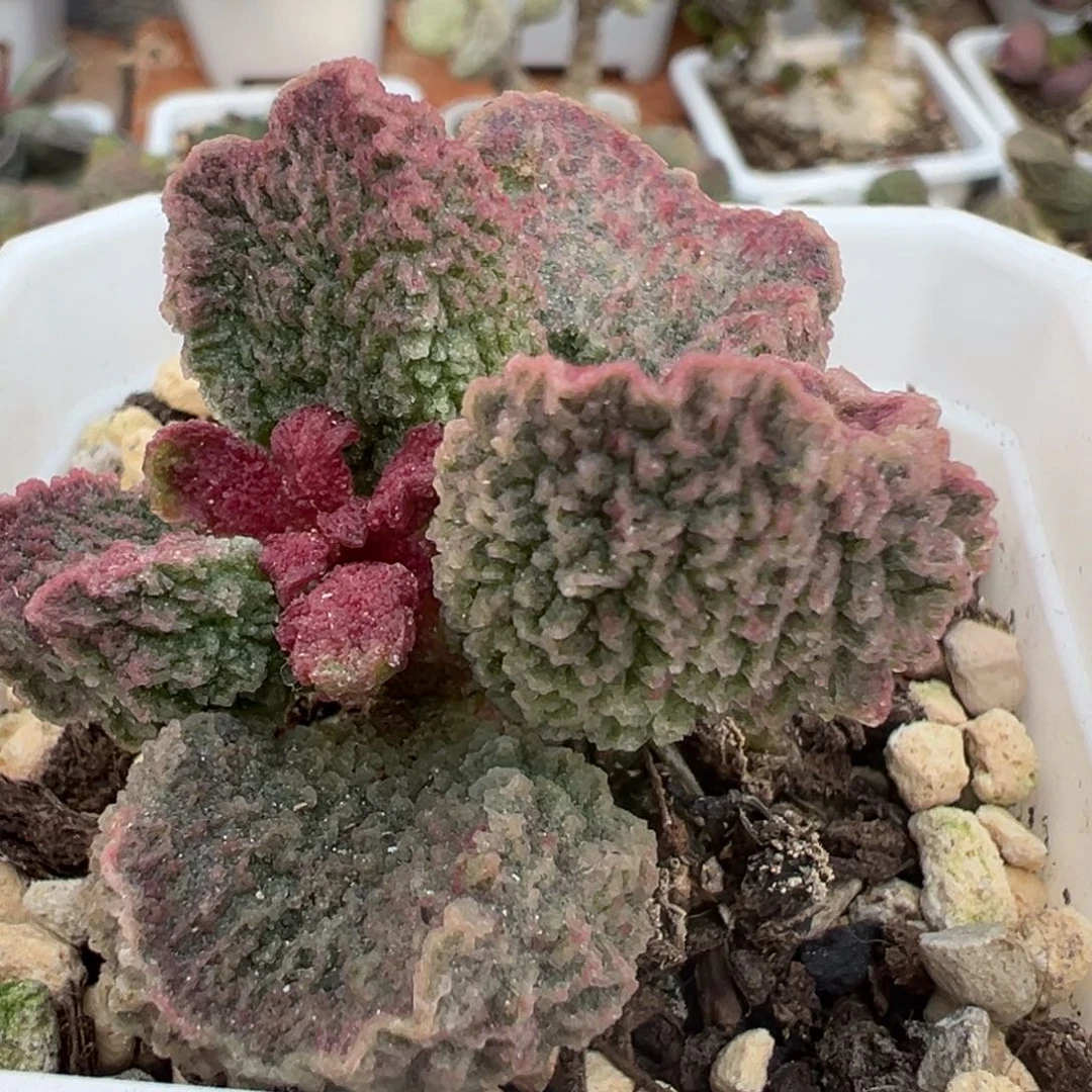 实生新品多肉植物水泡