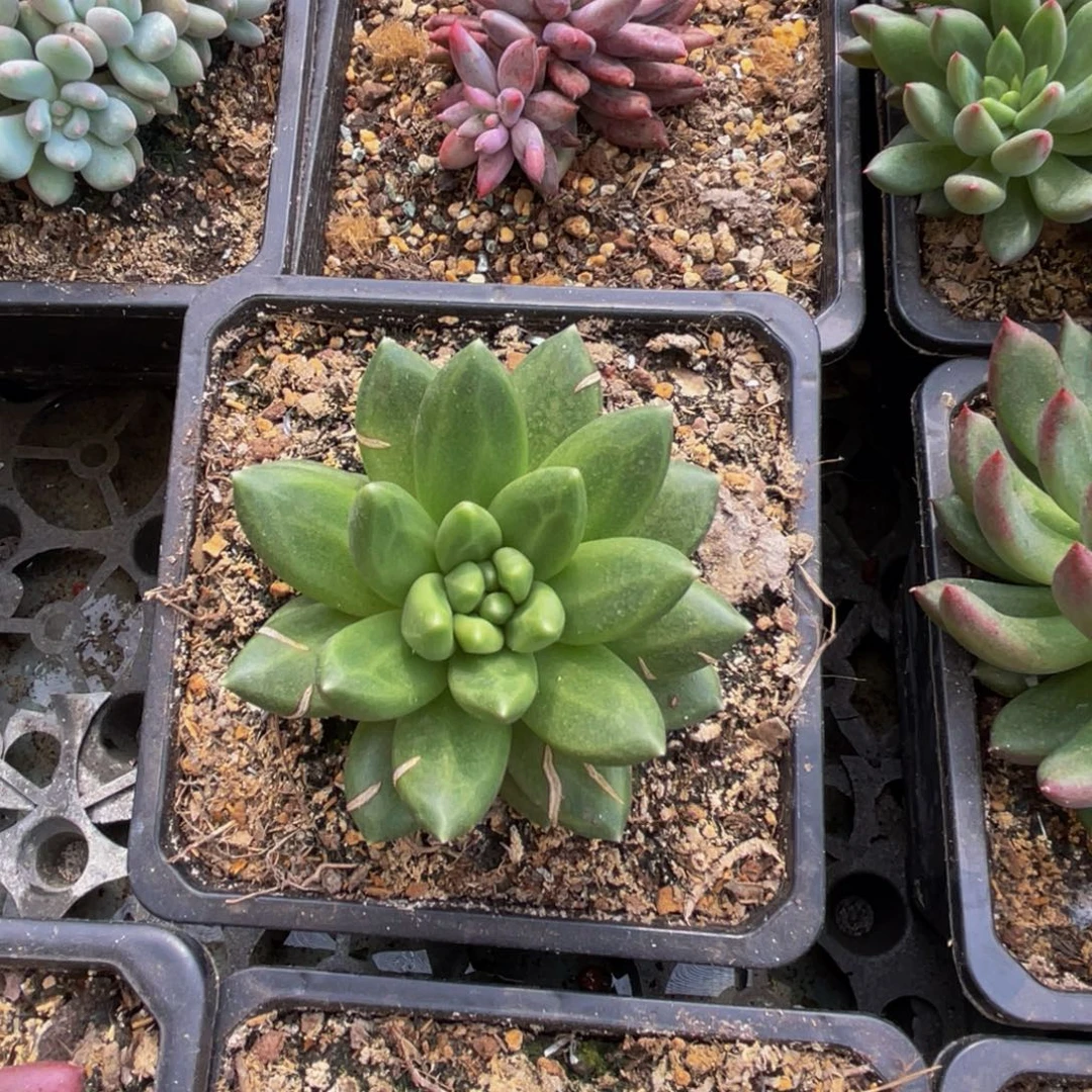 彬***8布丁多肉植物发货