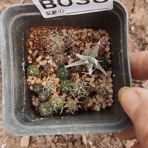 当前无花栽培后可以开花036仙人球