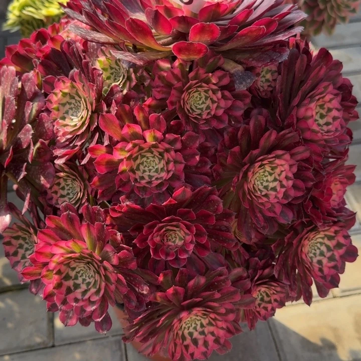 十*爱红铜超白锦福利265肉肉