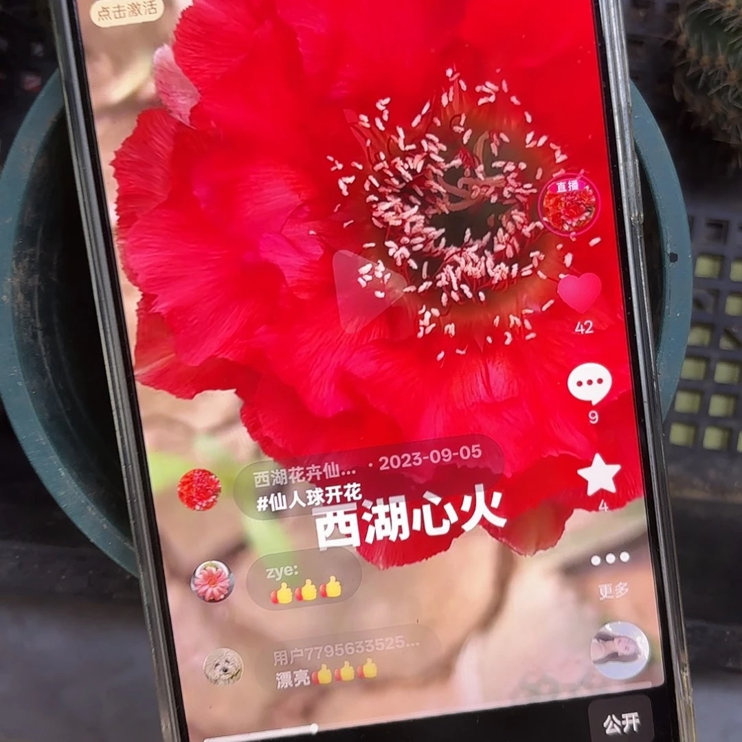 心火彩侧牙20包邮仙人球14