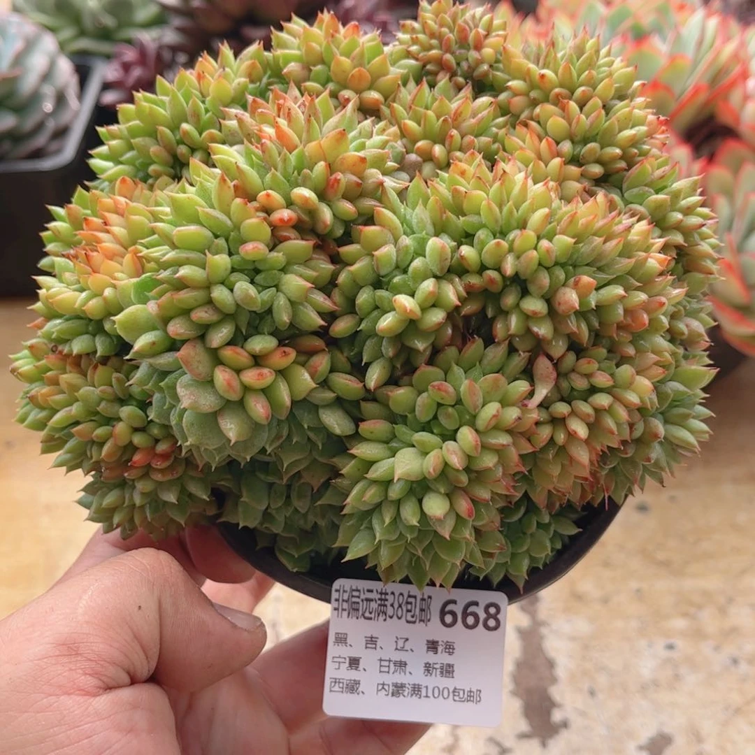 668青苹果缀德华多肉