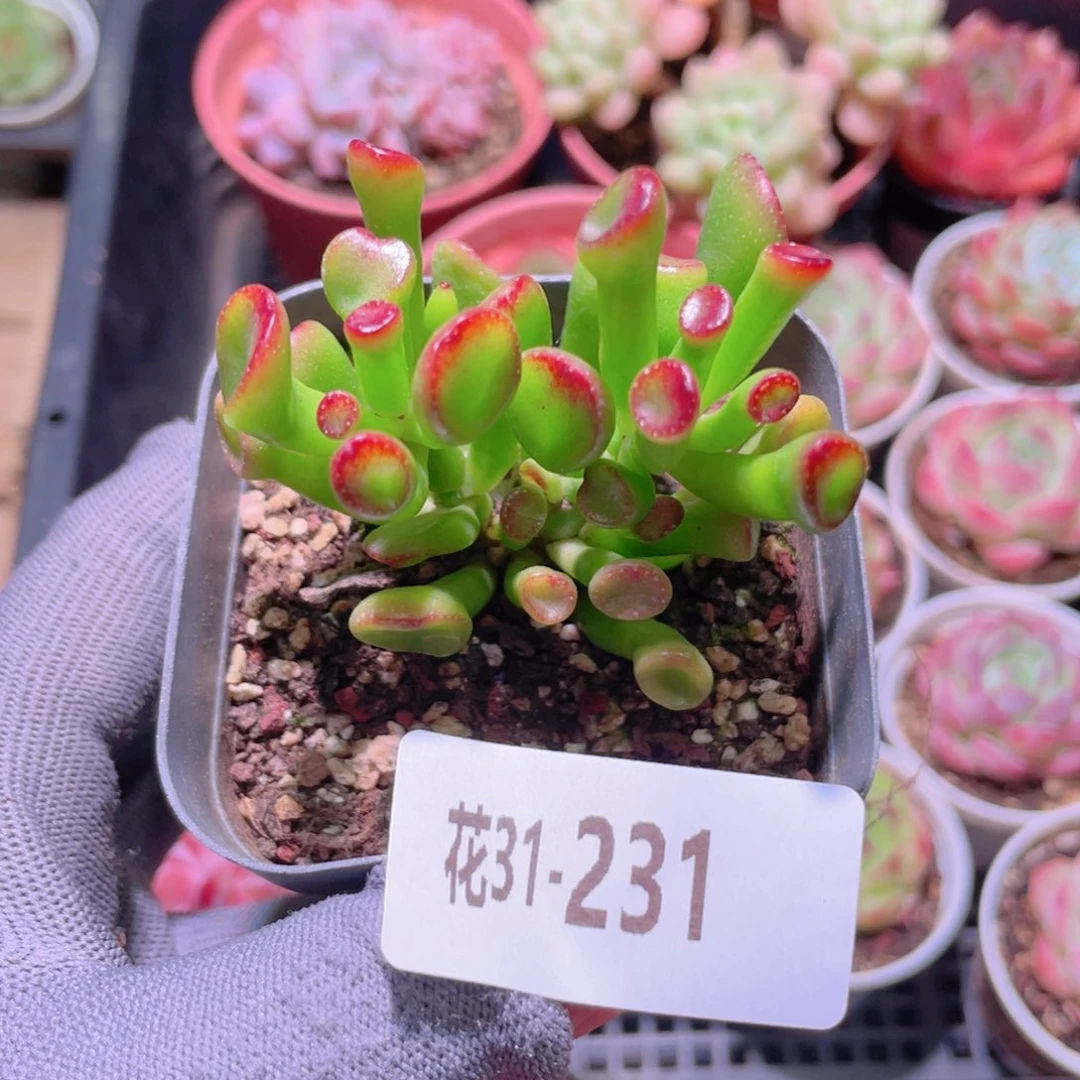 花利美31-231吸财树