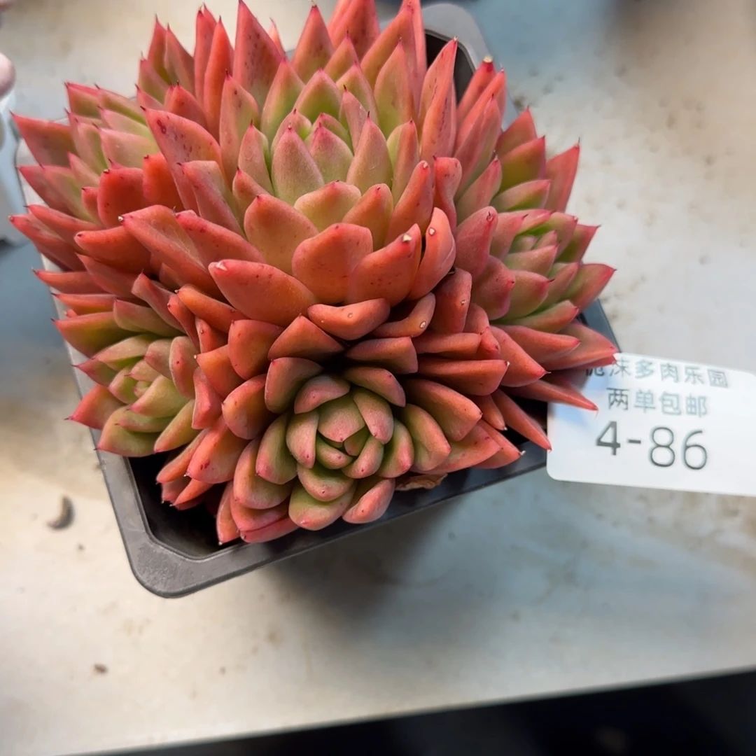 4-86白蜡东云多肉植物