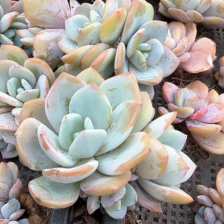 心****师青蛙王子儿童牙膏111