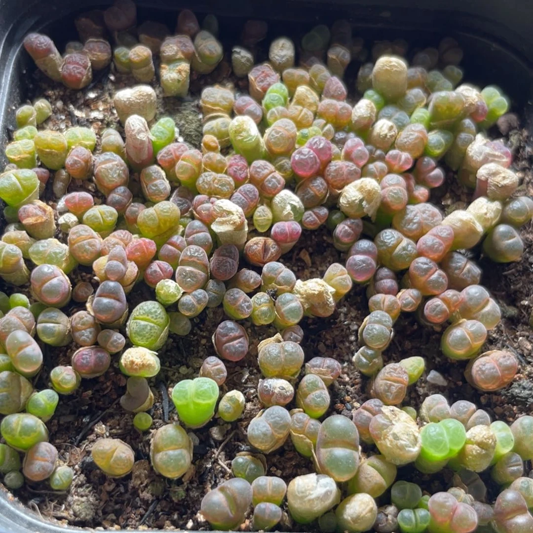 今晚大盆特价更新～40