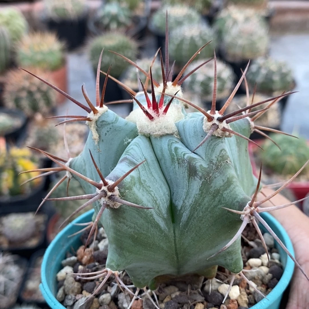 植播园艺优选弁庆