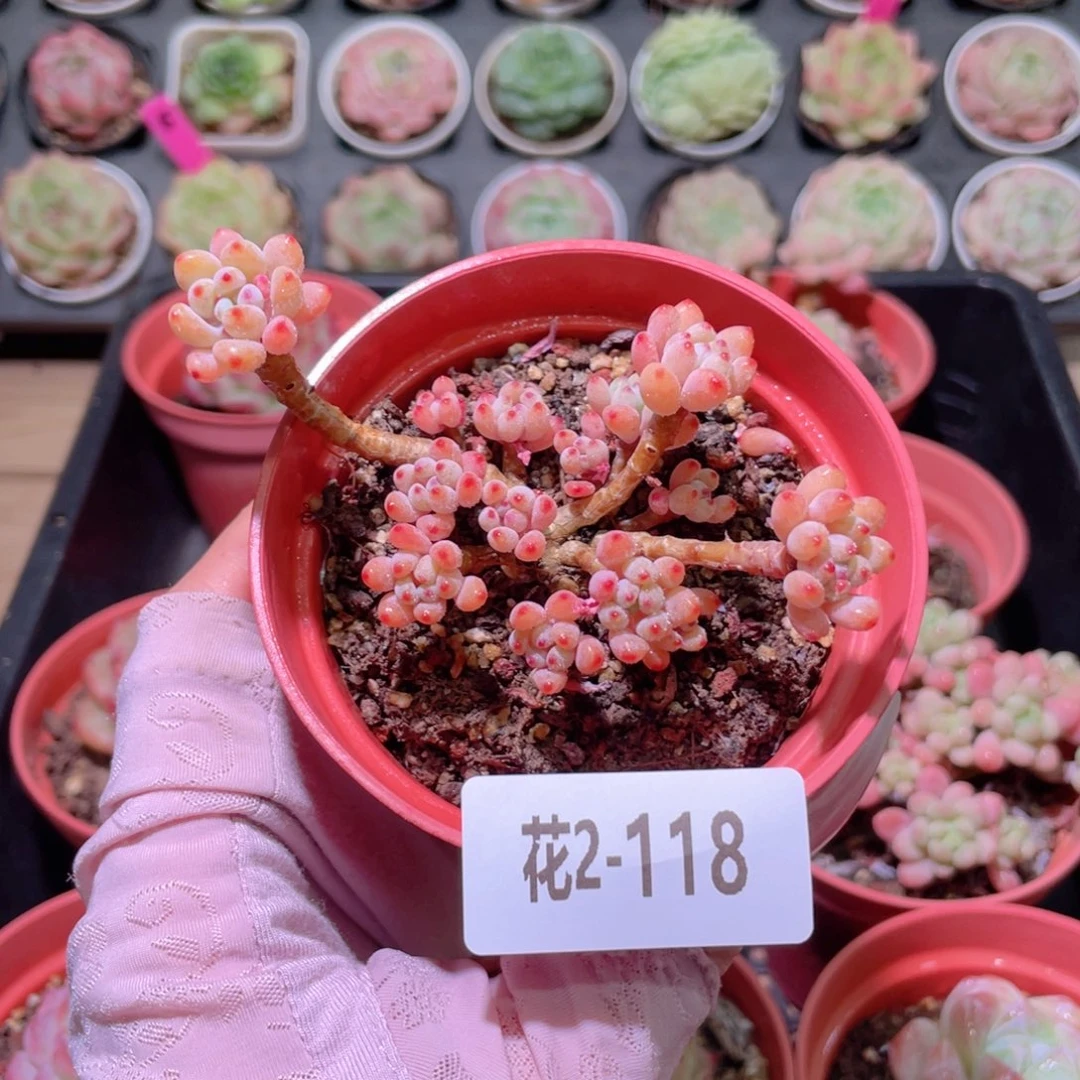 花利美2-118绿豆