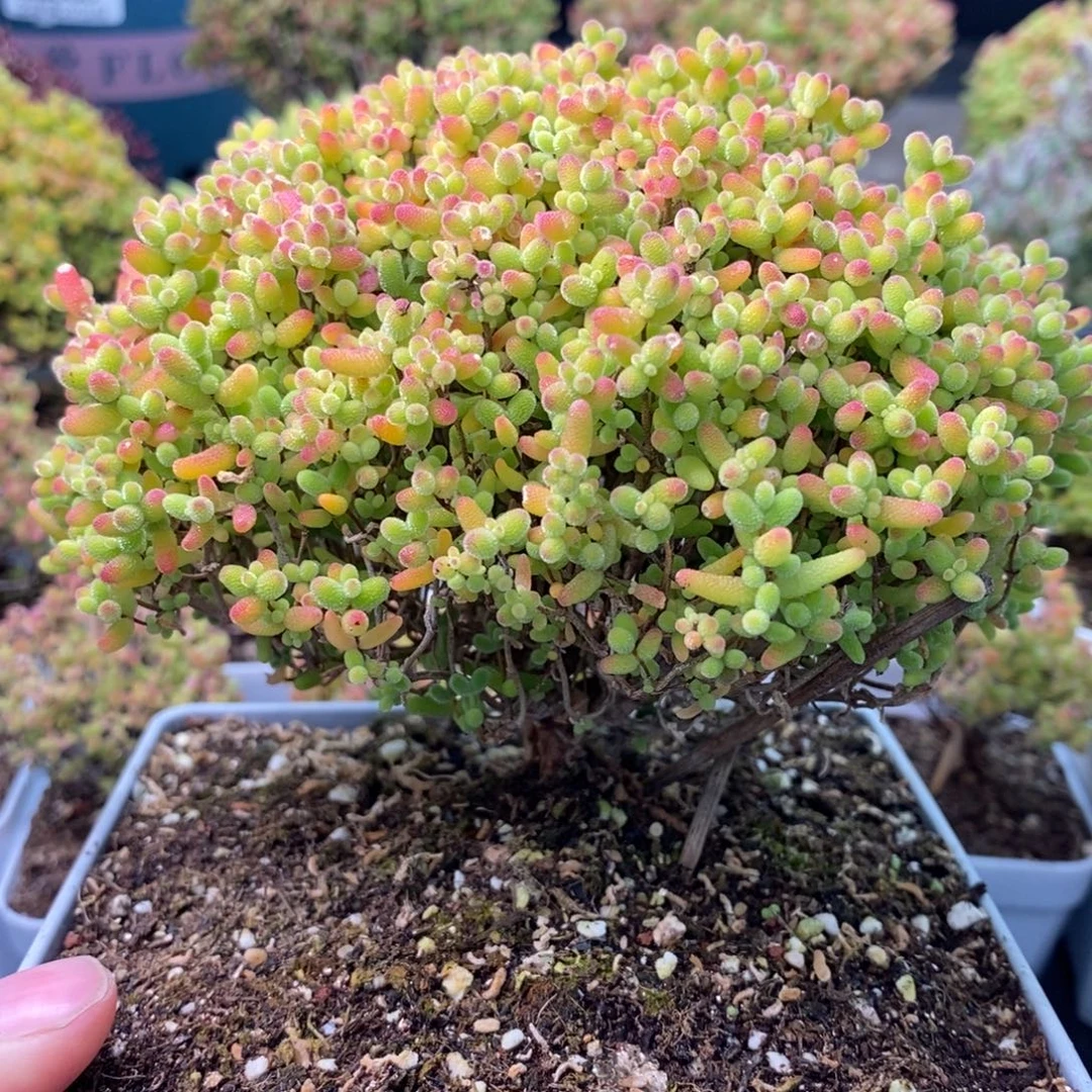 2369蜜橘糖球 。