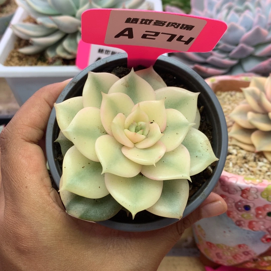 274贝加尔湖腹轮锦锦锦