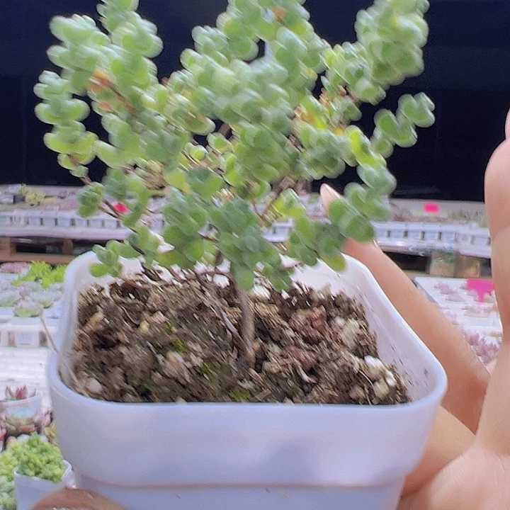 莱斯枝干19包邮多肉植物