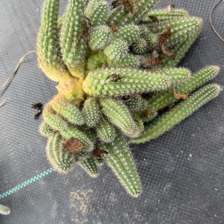 白檀仙人掌群生205