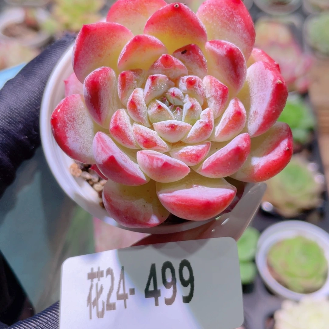 花利美24-499果汁