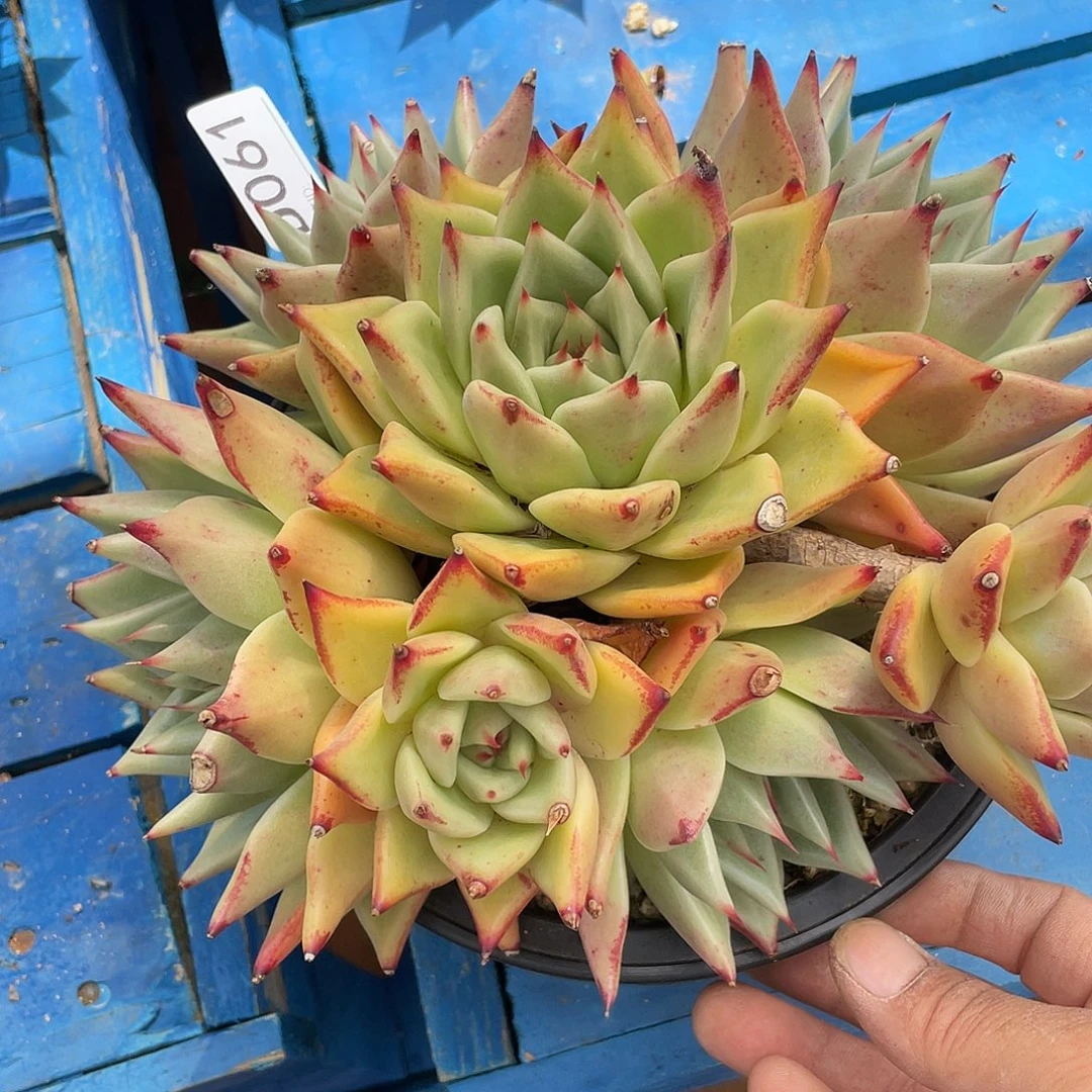 若如东云单拍D061