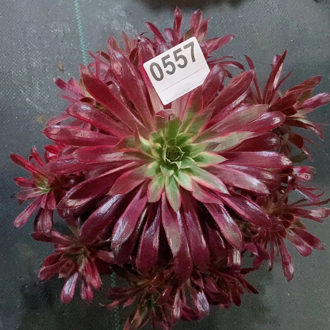 红陶0557孔雀锦4多肉