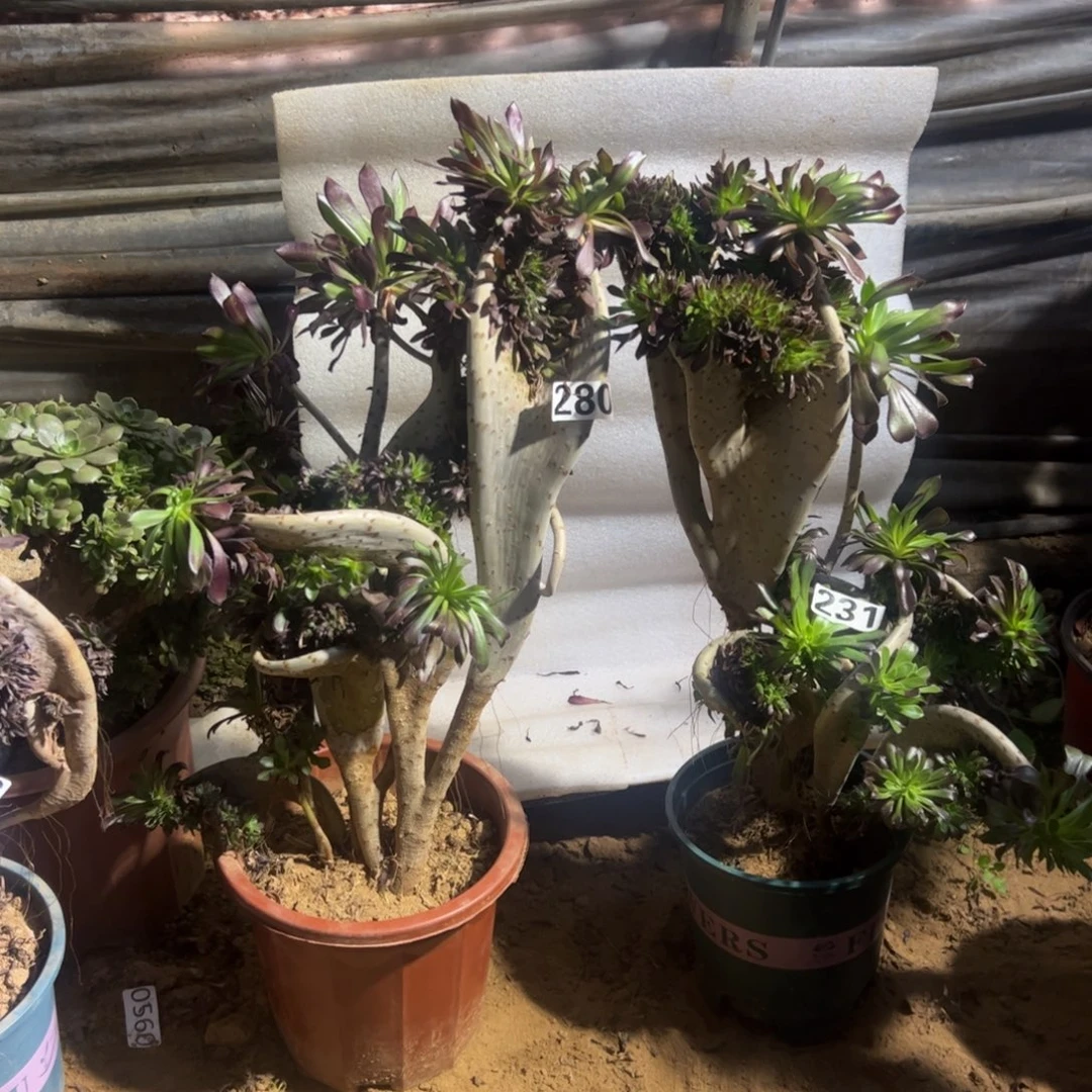 有伤两颗黑缀280.231高度44厘米