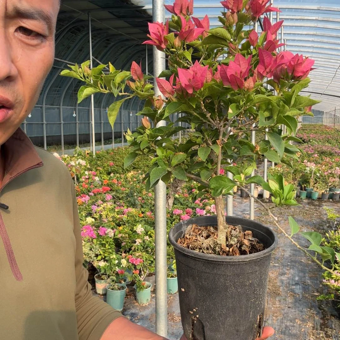 酒红三角梅23.9三角梅