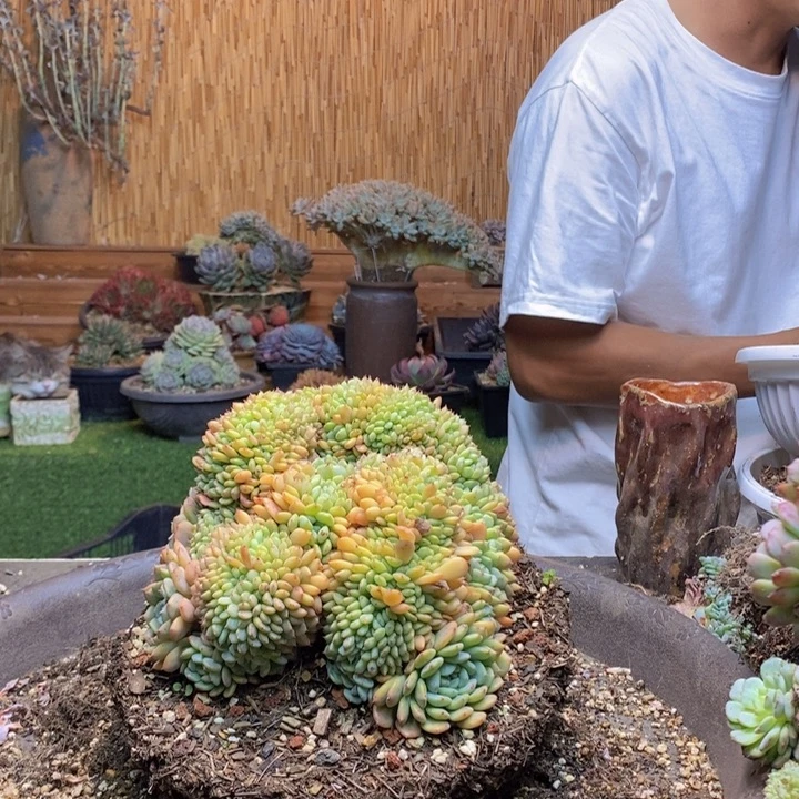 小***子72 号白胖子多肉植物