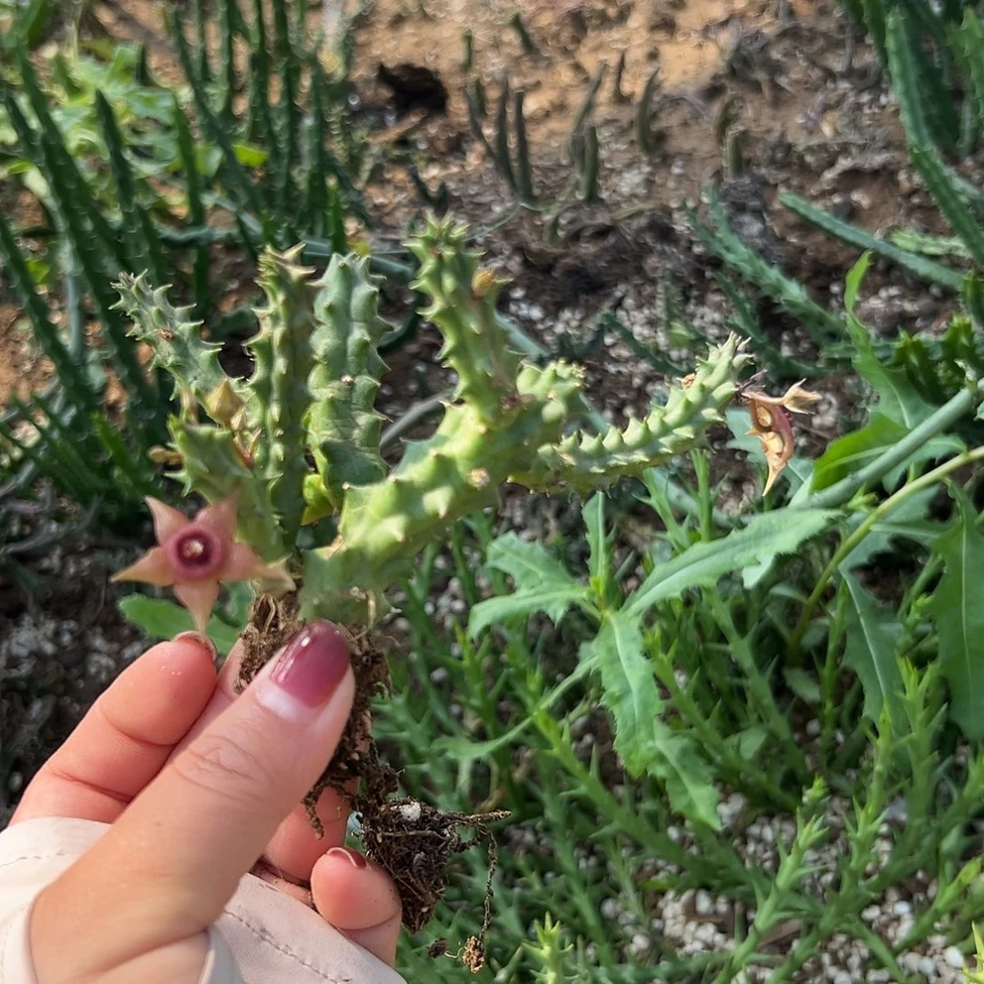 多肉植物多肉植物