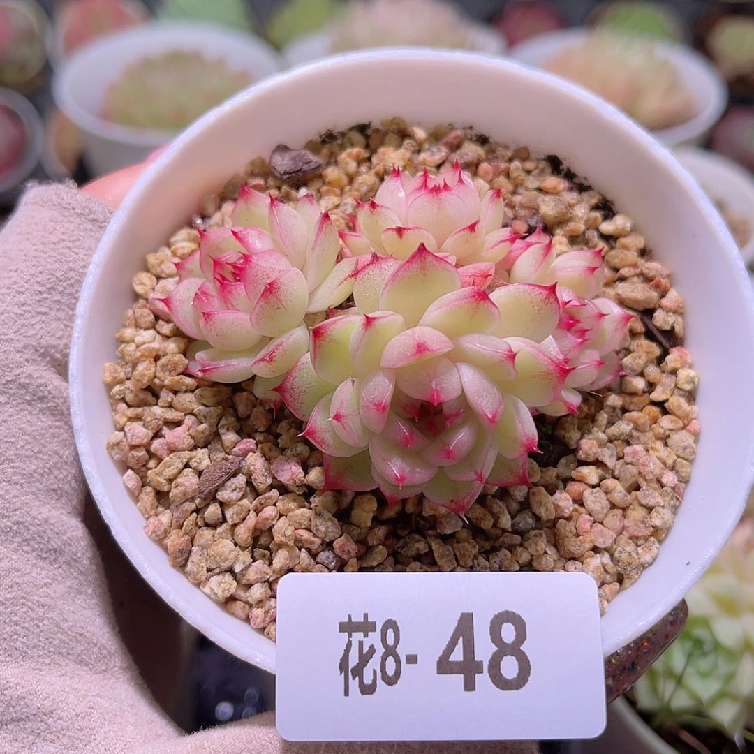 花利美8-48海王群