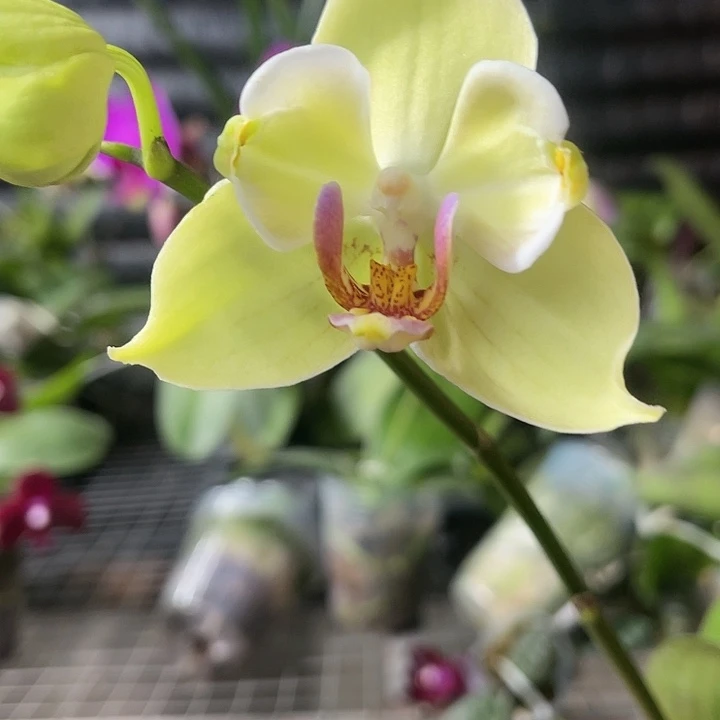 当前无花栽培后可以开花绿如意变异