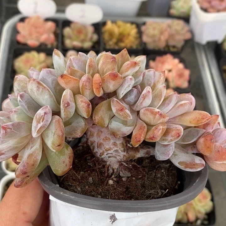 橙子朵朵缀 多肉11.8