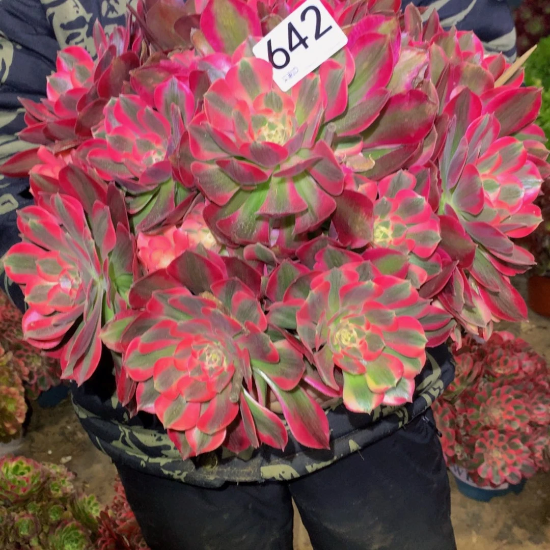 法师多肉植物642