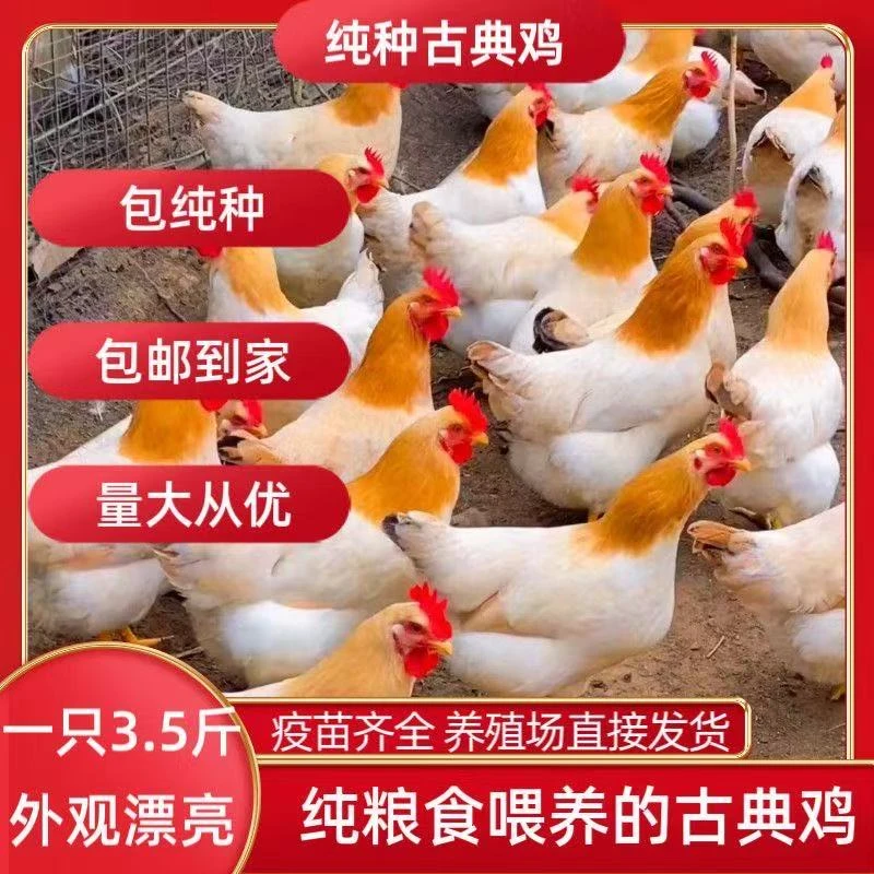【活体】芦丁鸡（古典）宠物鸡三斤左右