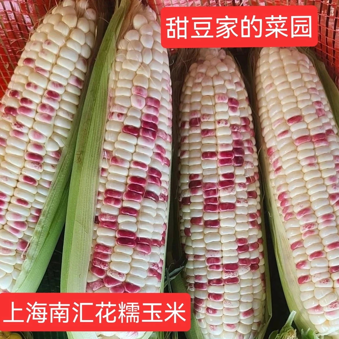 上海南汇新鲜花糯玉米5斤现摘甜糯香糯苞谷带皮蔬菜代餐